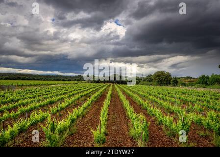 Vignobles près du village de Llubí avec des nuages de tempête menaçants (Majorque, Îles Baléares, Espagne) ESP : Viñedos cerca del pueblo de Llubí (Majorque) Banque D'Images