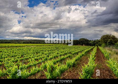 Vignobles près du village de Llubí avec des nuages de tempête menaçants (Majorque, Îles Baléares, Espagne) ESP : Viñedos cerca del pueblo de Llubí (Majorque) Banque D'Images