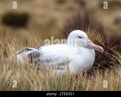 Albatros royal du sud, Diomedea epomophora, nichant sur les îles subantarctiques de l'île Campbell de Nouvelle-Zélande Banque D'Images