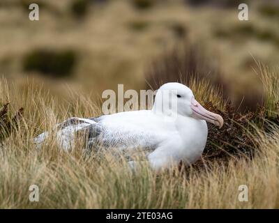 Albatros royal du sud, Diomedea epomophora, nichant sur les îles subantarctiques de l'île Campbell de Nouvelle-Zélande Banque D'Images