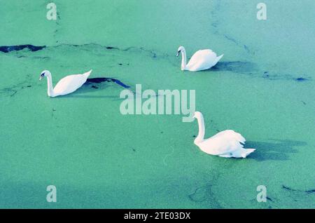 Cygnes en Duckweed, Leidsevaart, 24-09-2000, Whizgle News from the Past, taillé sur mesure pour l'avenir. Explorez les récits historiques, l'image de l'agence néerlandaise avec une perspective moderne, comblant le fossé entre les événements d'hier et les perspectives de demain. Un voyage intemporel façonnant les histoires qui façonnent notre avenir. Banque D'Images