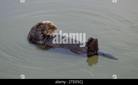 La loutre de mer de Californie Banque D'Images