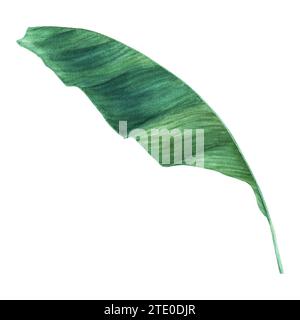 Une feuille verte de bananier. Feuille de palmier tropicale. Illustration aquarelle isolée sur blanc. Pour emballage d'étiquettes clip art Banque D'Images