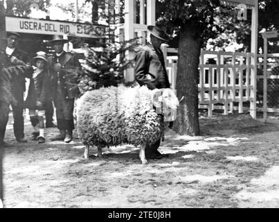 04/30/1913. Exposition nationale du bétail et des machines. 'Kaiser', maroc andalou, en laine Antrefina et trente-deux mois. Crédit : Album / Archivo ABC / Julio Duque Banque D'Images