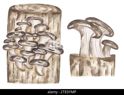 Illustration de champignons à l'aquarelle, ensemble de cliparts de champignons à huître, clip art dessiné à la main Banque D'Images