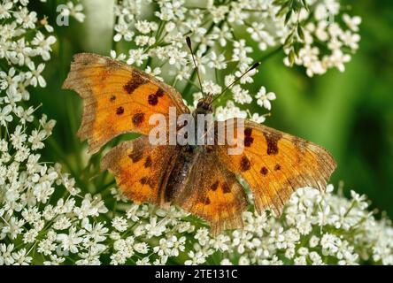 Virgule papillon (Polygonia c-album) vue dorsale sur petites fleurs blanches Banque D'Images