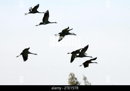 El Rocío (Huelva) 01-18-2006. Rapport pour ABC Sundays sur le contrôle de la grippe aviaire effectué sur les oiseaux migrateurs dans le parc national de Doñana et ses environs. Photo Jaime García. Dans l'image, grues. Crédit : Album / Archivo ABC / Jaime García Banque D'Images