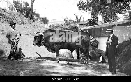 04/30/1913. Exposition nationale du bétail et des machines. 'Navegante', taureau andalou de six ans. Poids 700 kilos. Crédit : Album / Archivo ABC / Julio Duque Banque D'Images