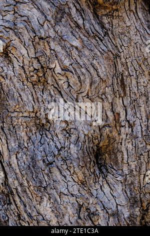Texture en relief de l'écorce du tronc d'arbre. Banque D'Images