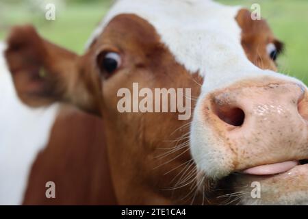 Gros plan de la tête d'une vache brune et blanche, museau contre la caméra Banque D'Images