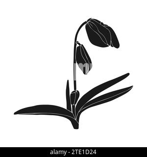 Silhouette de goutte de neige, fleurs de scilla. Fleurs printanières dessinées à la main. Illustrations botaniques vectorielles monochromes en croquis, isolées. Fond blanc. Vecto Illustration de Vecteur