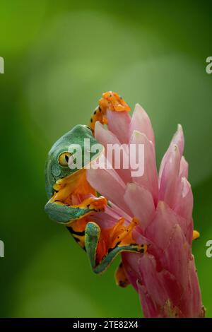 Un portrait rapproché d'un Super Tiger Leg Waxy Monkey Tree Frog Phyllomedusa Tomopterna sur la fleur rose Banque D'Images