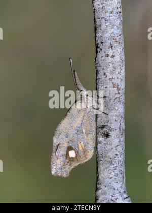 Museau américain ou papillon de museau commun (Libytheana carinenta) camouflé sur une branche de bois, Bentsen-Rio Grande Valley State Park, Texas, USA. Banque D'Images