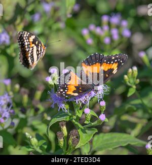 Papillons bordés (Chlosyne lacinia), femelle (plus grand) et mâle (plus petit) courtship sur busflowers bleus (Conoclinium coelestinum), National BU Banque D'Images