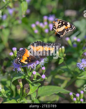 Papillons bordés (Chlosyne lacinia), femelle (plus grand) et mâle (plus petit) courtship sur busflowers bleus (Conoclinium coelestinum), National BU Banque D'Images