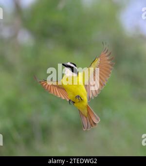 Great kiskadee (Pitangus sulfuratus) Flying, Bentsen-Rio Grande Valley State Park, Texas, USA. Banque D'Images