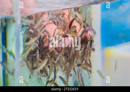 Peeling des pieds avec du poisson garra rufa. Vue des jambes dans l'aquarium avec des poissons. Banque D'Images