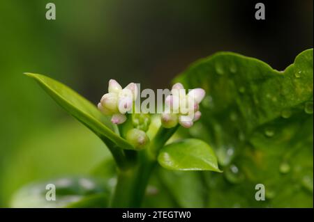 Fleurs et feuilles de Basella alba Banque D'Images