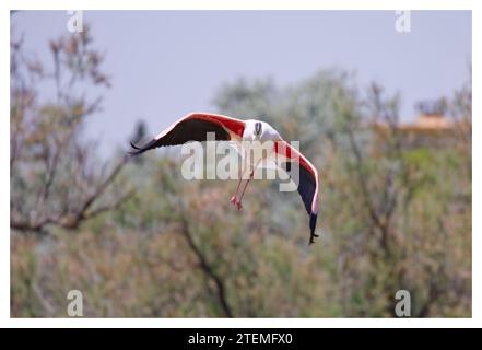 Flamants roses sauvages en vol, Pont de Gau, France Banque D'Images