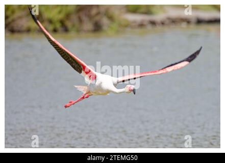 Flamants roses sauvages en vol, Pont de Gau, France Banque D'Images