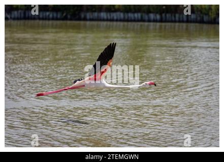 Flamants roses sauvages en vol, Pont de Gau, France Banque D'Images