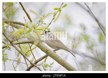 Mâle Blackcap dans l'arbre, Spade Oak, Royaume-Uni Banque D'Images