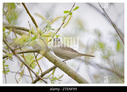 Mâle Blackcap dans l'arbre, Spade Oak, Royaume-Uni Banque D'Images