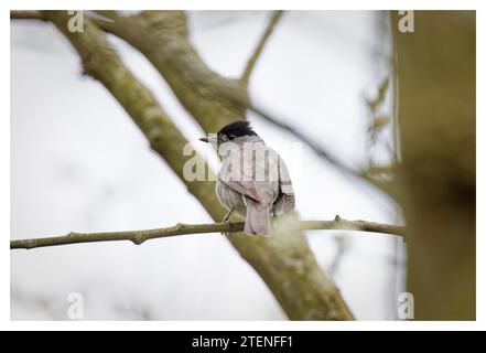 Mâle Blackcap dans l'arbre, Spade Oak, Royaume-Uni Banque D'Images