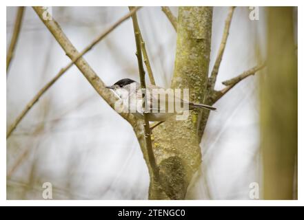 Mâle Blackcap dans l'arbre, Spade Oak, Royaume-Uni Banque D'Images