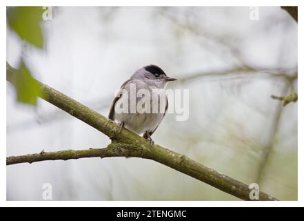 Mâle Blackcap dans l'arbre, Spade Oak, Royaume-Uni Banque D'Images