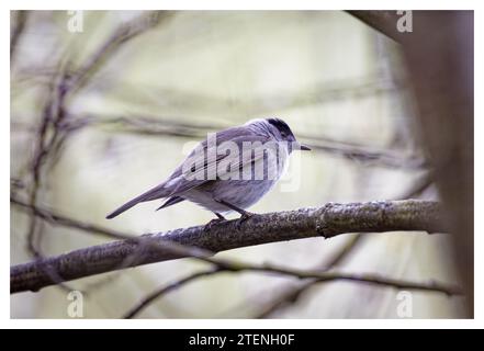 Mâle Blackcap dans l'arbre, Spade Oak, Royaume-Uni Banque D'Images