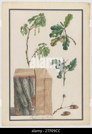 Etudes des fleurs, des fruits et du tronc d'un chêne anglais (Quercus robur) 2009 par Ludwig Pfleger Banque D'Images