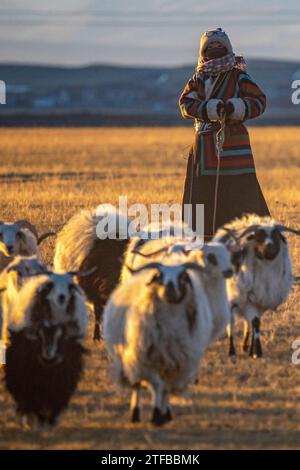 (231220) -- NYIMA, 20 déc. 2023 (Xinhua) -- Tenzin ramène des moutons à l'abri dans la ville de Ngoqu, dans le comté de Nyima de la ville de Nagqu, dans la région autonome de Xizang, au sud-ouest de la Chine, le 18 décembre 2023. Ngoqu Town est situé dans Qiangtang Grassland, avec une altitude moyenne de plus de 5 000 mètres. Tenzin, une fillette de 21 ans de la ville de Ngoqu, broute plus de 380 moutons dans les prairies. Bien que la température la nuit soit proche de moins 20 degrés Celsius récemment, Tenzin ne s'inquiète pas pour les moutons la nuit, car ils ont vécu dans des hangars modernes financés par le gouvernement. Ces nouveaux hangars sont principalement en brique-c. Banque D'Images