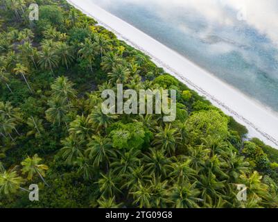 Les palmiers poussent le long d'une plage vide et idyllique sur une île reculée en Indonésie. Cette région compte des dizaines de milliers d'îles éparpillées à travers la mer. Banque D'Images