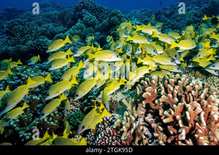 Polynésie française, Fakarava Sud, Une école de cinq-lined Snapper (Lutjanus quinquelineatus) Banque D'Images