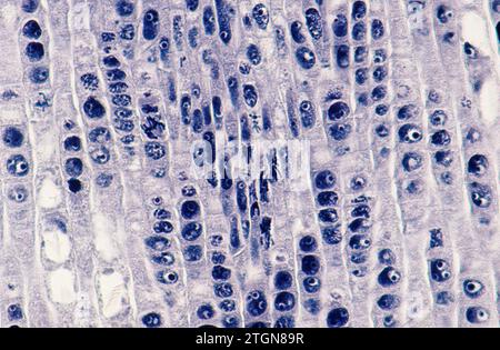 Méristème apical de la racine montrant les divisions cellulaires (mitose). Photomicrographe de racine d'oignon. Banque D'Images