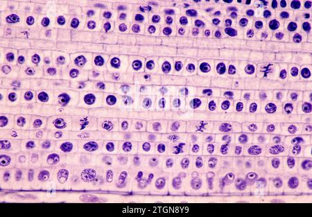 Méristème apical de la racine montrant les divisions cellulaires (mitose). Photomicrographe de racine d'oignon. Banque D'Images