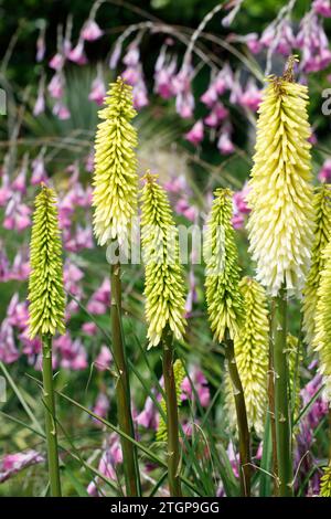 Pointes florales Kniphofia 'Ice Queen'. Banque D'Images