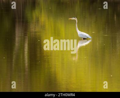 Grand oiseau héron bleu debout pour le portrait dans les eaux calmes du bassin Atchafalaya près de Baton Rouge Louisiane Banque D'Images