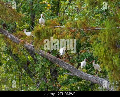 Cinq ibis blancs américains perchés sur une branche d'arbre dans le bassin d'Atchafalaya près de Baton Rouge Louisiane Banque D'Images