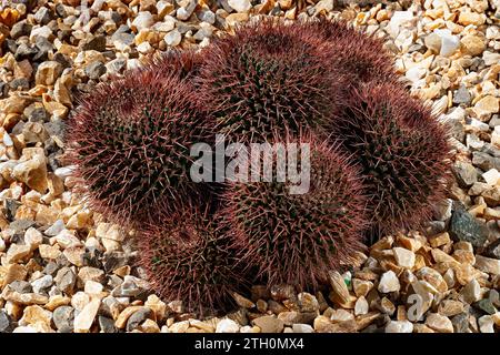 Mammillaria carnea, Cactaceae. Plante succulente ornementale. cactus rare. forme globulaire, fleur rose. Banque D'Images