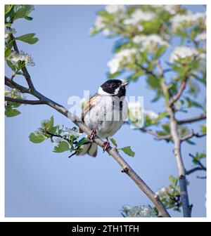 Banderole roseau sur l'aubépine en fleurs Banque D'Images