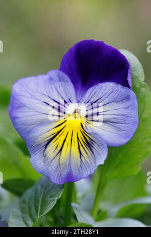Pansy Matrix fleur 'Midnight Glow'. Banque D'Images