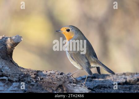 Le Robin européen (erithacus rubecula), petit oiseau passereau insectivore. Banque D'Images