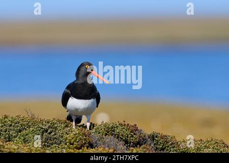 Magellanic Oystercatcher (Haematopus leucopodus) debout au milieu de la végétation printanière sur Bleaker Island dans les îles Malouines. Banque D'Images