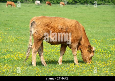 Dorney, Royaume-Uni. 15 mai 2023. Bétail paissant sur Dorney Common dans le Buckinghamshire. Dorney Common est une terre commune et le bétail broute et est libre de parcourir les champs et la route depuis plus de mille ans. Crédit : Maureen McLean/Alamy Banque D'Images