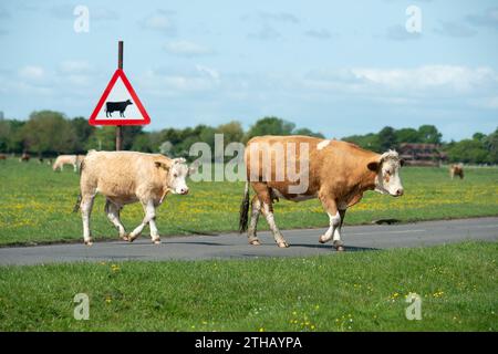 Dorney, Royaume-Uni. 15 mai 2023. Bétail paissant sur Dorney Common dans le Buckinghamshire. Dorney Common est une terre commune et le bétail broute et est libre de parcourir les champs et la route depuis plus de mille ans. Crédit : Maureen McLean/Alamy Banque D'Images