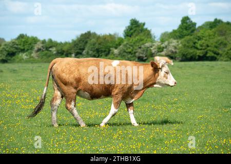 Dorney, Royaume-Uni. 15 mai 2023. Bétail paissant sur Dorney Common dans le Buckinghamshire. Dorney Common est une terre commune et le bétail broute et est libre de parcourir les champs et la route depuis plus de mille ans. Crédit : Maureen McLean/Alamy Banque D'Images