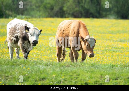 Dorney, Royaume-Uni. 15 mai 2023. Bétail paissant sur Dorney Common dans le Buckinghamshire. Dorney Common est une terre commune et le bétail broute et est libre de parcourir les champs et la route depuis plus de mille ans. Crédit : Maureen McLean/Alamy Banque D'Images