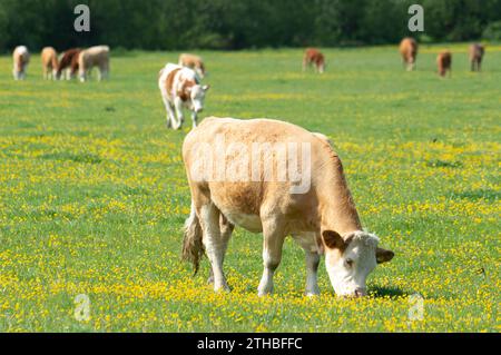 Dorney, Royaume-Uni. 15 mai 2023. Bétail paissant sur Dorney Common dans le Buckinghamshire. Dorney Common est une terre commune et le bétail broute et est libre de parcourir les champs et la route depuis plus de mille ans. Crédit : Maureen McLean/Alamy Banque D'Images